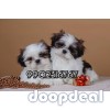 Beautiful quality shihtzu puppies available in Bangalore 