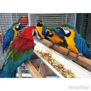 100% fertile Parrot Eggs and birds for sale