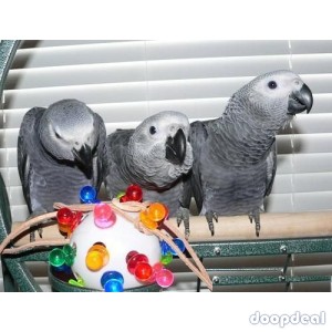 100% fertile Parrot Eggs and birds for sale