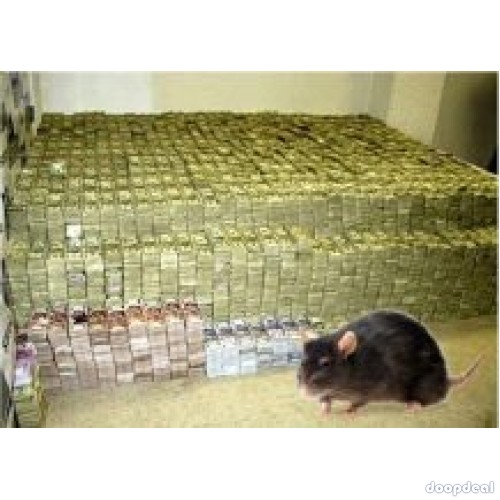 Gambling Spell Money Spell Magic Ring Mallet & Rats In Pietermaritzburg Call +27782830887 Cape Town