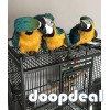 blue and gold macaws for sale