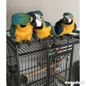 blue and gold macaws for sale