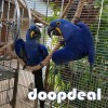 hyacinth macaws for sale