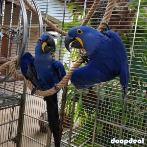 hyacinth macaws for sale