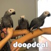 african grey parrot available