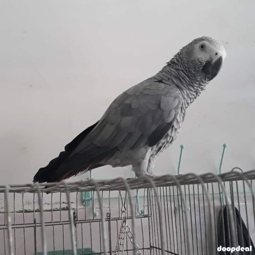 african grey parrot available