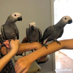african grey parrot available