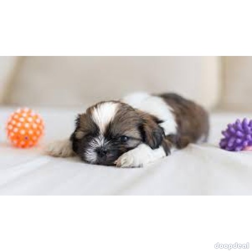 Show quality shih tzu puppies available pure breed