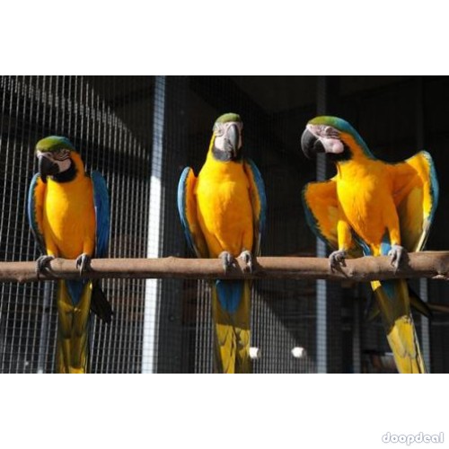 Ara ararauna Blue and Gold Macaws Parrots for sale  whatsapp +237699461444