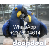 Hyacinth macaws Anodorhynchus hyacinthinus for sale whats-app 00237699461444