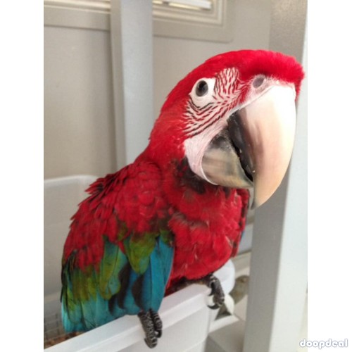 Ara chloropterus Green winged Macaws Parrots for sale whatsapp 00237699461444
