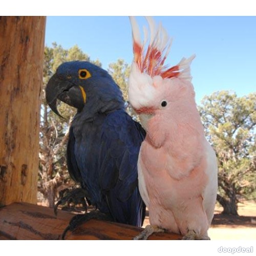Major Mitchell cockatoo Parrots for sale whatsapp +237699461444