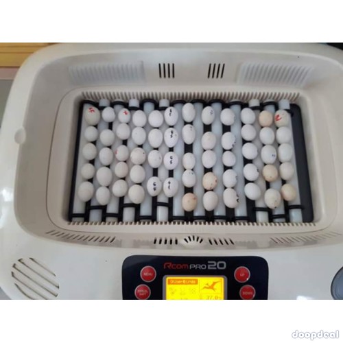 fertile Parrot eggs and Incubators for sale whatsapp +237699461444