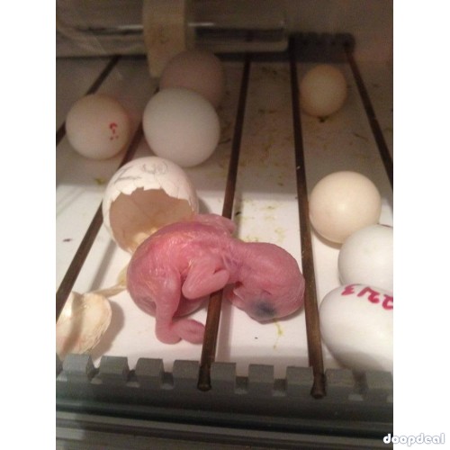 fertile Parrot eggs and Incubators for sale whatsapp +237699461444