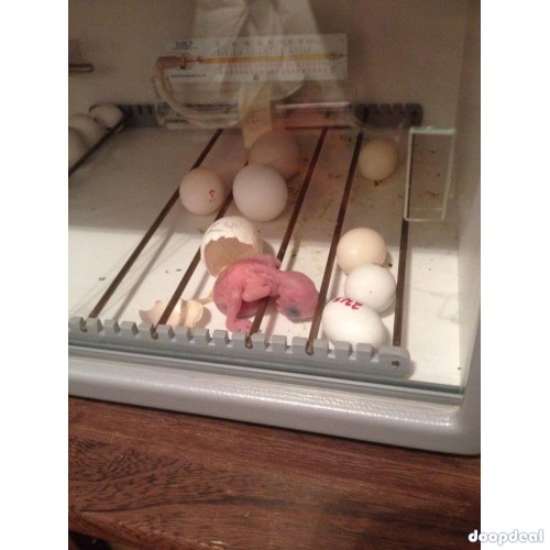 fertile Parrot eggs and Incubators for sale whatsapp +237699461444