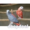 African grey parrot birds Psittacus erithacus for sale whats-app +237692710498