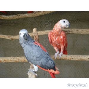 African grey parrot birds Psittacus erithacus for sale whats-app +237692710498