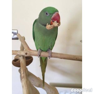Alexandrine parakeet Psittacula eupatria whatsapp +237699461444