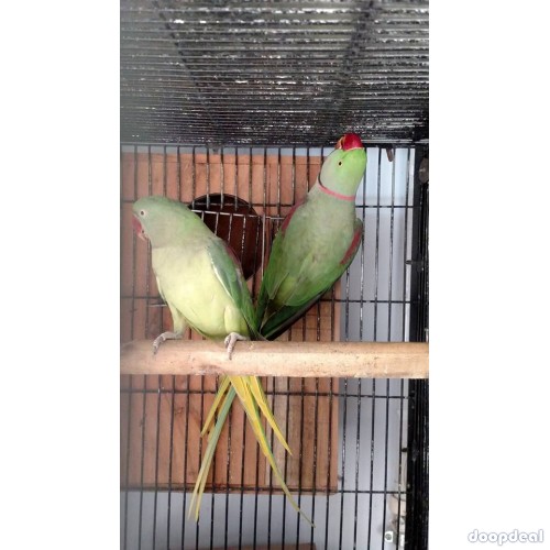 Alexandrine parakeet Psittacula eupatria whatsapp +237699461444