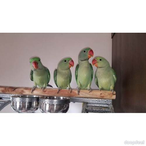 Alexandrine parakeet Psittacula eupatria whatsapp +237699461444