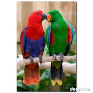 Electus Parrots for sale (Eclectus roratus) whatsapp +237699461444