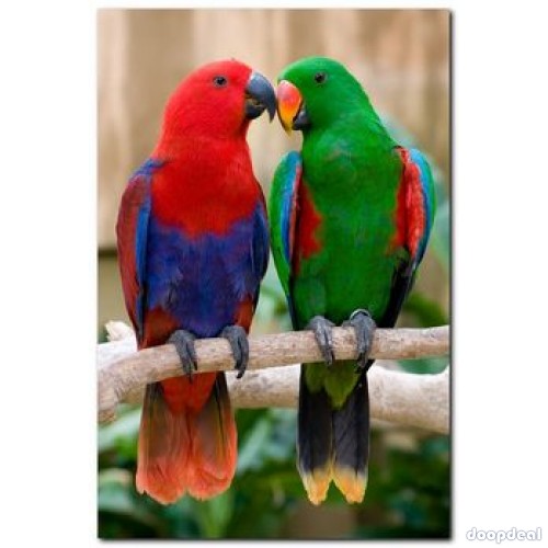 Electus Parrots for sale (Eclectus roratus) whatsapp +237699461444