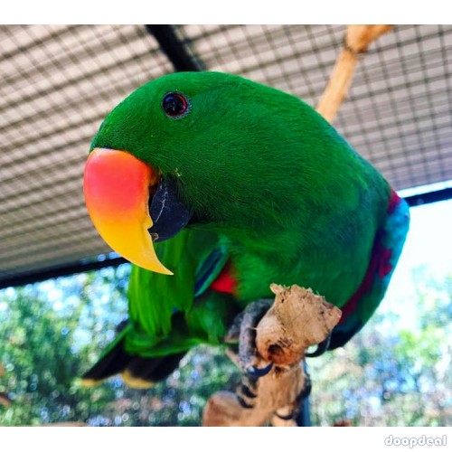 Electus Parrots for sale (Eclectus roratus) whatsapp +237699461444