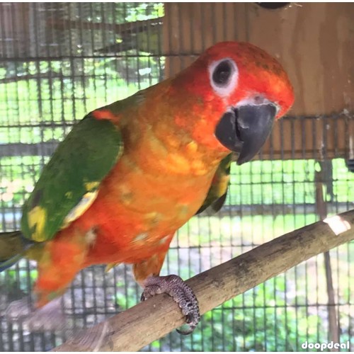 Sun conure Parrots Aratinga solstitialis for sale whatsapp +237699461444