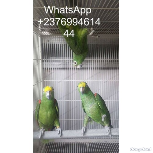 Cuban Amazon Parrots Amazona  Androglossini for sale whats-app +237699461444