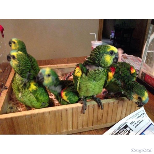 Cuban Amazon Parrots Amazona  Androglossini for sale whats-app +237699461444