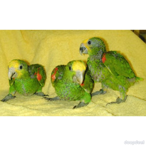 Cuban Amazon Parrots Amazona  Androglossini for sale whats-app +237699461444
