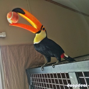 Toucans toco parrots for sale Whats-app +237699461444