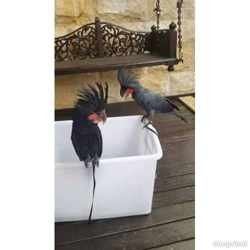 Black palm cockatoo Parrots  for sale whats-app 00237699461444