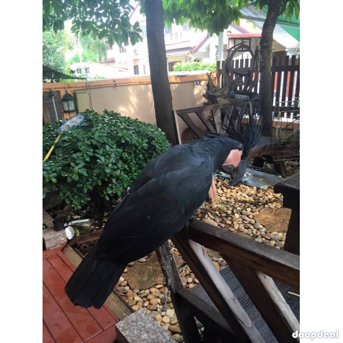 Black palm cockatoo Parrots  for sale whats-app 00237699461444