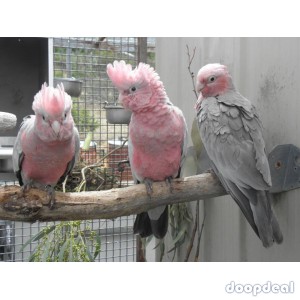 Gallah Cockatoo Eolophus roseicapilla for sale whatsapp +237699461444