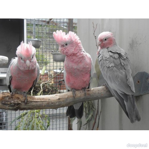 Gallah Cockatoo Eolophus roseicapilla for sale whatsapp +237699461444