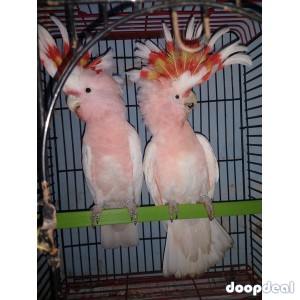 Major Mitchell's cockatoo Lophochroa leadbeateri for sale whatsapp 00237699461444