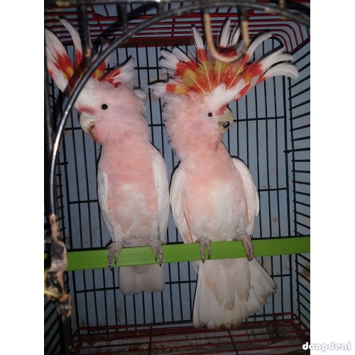 Major Mitchell's cockatoo Lophochroa leadbeateri for sale whatsapp 00237699461444