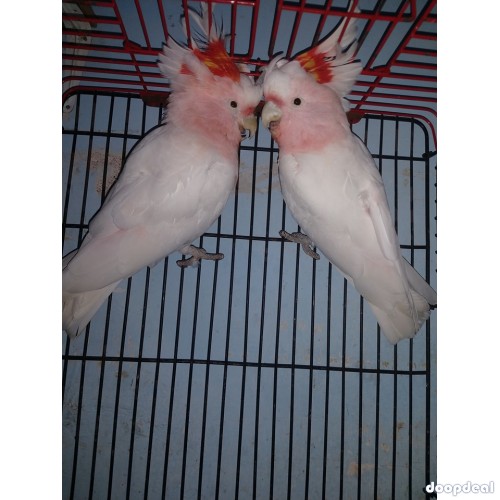 Major Mitchell's cockatoo Lophochroa leadbeateri for sale whatsapp 00237699461444