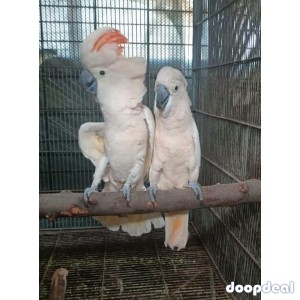 Moluccan Salmon crested cockatoo Cacatua moluccensis Parrots for sale whatsapp 00237699461444
