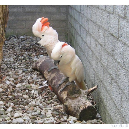 Moluccan Salmon crested cockatoo Cacatua moluccensis Parrots for sale whatsapp 00237699461444