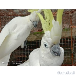 Sulphur-crested Cockatoo for sale whatsapp 00237699461444
