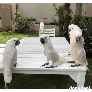 Cacatua alba white umbrellla cockatoo for sale whatsapp us 00237699461444