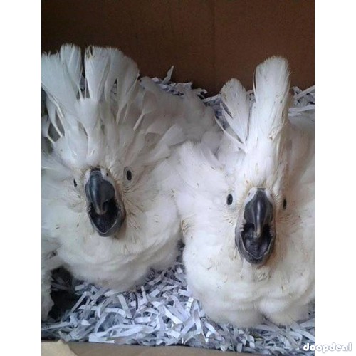 Cacatua alba white umbrellla cockatoo for sale whatsapp us 00237699461444
