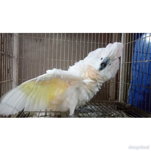 Cacatua alba white umbrellla cockatoo for sale whatsapp us 00237699461444