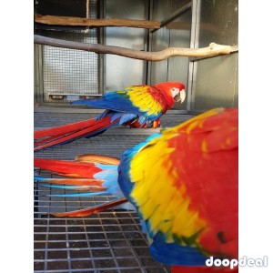 Ara macao Scarlet macaws parrots for sale whats app 00237699461444