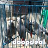 African grey parrot birds Psittacus erithacus for sale whats-app +237699461444