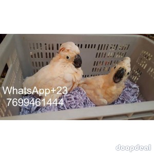 Moluccan Salmon crested cockatoo Cacatua moluccensis for sale whatsapp +237699461444
