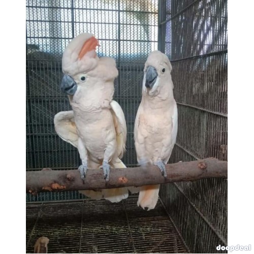 Moluccan Salmon crested cockatoo Cacatua moluccensis for sale whatsapp +237699461444