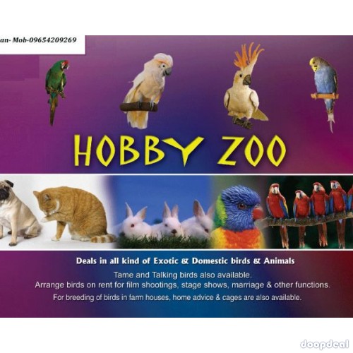 all kinds of exotic birds and parrots for sale delhi 09654209269